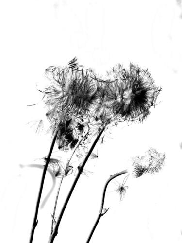 Tiem Meijering - Thema Grafische Fotografie - 2